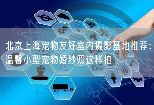 北京上海宠物友好室内摄影基地推荐：温馨小型宠物婚纱照这样拍